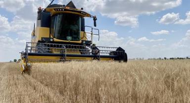 Kırşehir'de sertifikalı tohum kullanımı kuraklığa bağlı verim kaybını önledi