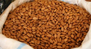 Tescilli kayısı çekirdeği ihracatından yılın ilk yarısında 5,5 milyon dolarlık gelir