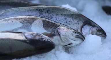 Türk somonu ihracatı yılın ilk yarısında 204,3 milyon dolara ulaştı