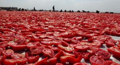 Türkiye'den yılın ilk yarısında 69 milyon 123 bin dolar kuru domates ihracatı