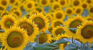 TZOB, ayçiçeğinin üretim planlaması yapılacak ürünler arasına alınmasını talep etti