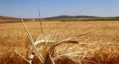 Çiftçilere bu yıl ödenecek bitkisel üretim destekleri belli oldu