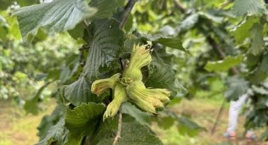 İhracat artışında fındık ve mamulleri başı çekti
