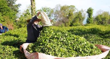 Türk çayı ihracatı 7 ayda 14,8 milyon doları aştı