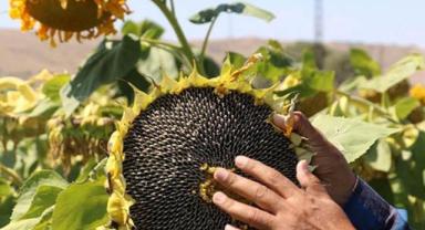 Yağlık ayçiçeği tohumu ve ham ayçiçeği yağı ithalatında tarife kontenjanı açıldı