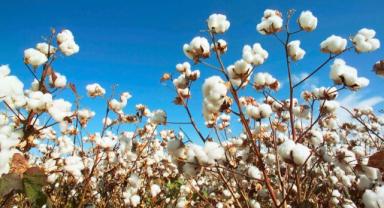 Bakan Kacır, Söke pamuğunun AB'den coğrafi işaret tescili almasını değerlendirdi: