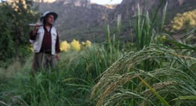 Çiftçilere 406,6 milyon liralık tarımsal destekleme ödemesi yapıldı