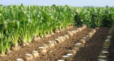 Şeker pancarı alım fiyatı ton başına 2 bin 375 lira olarak belirlendi