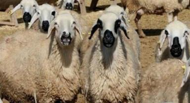 TİGEM 20 bin ton koyun sütü satacak