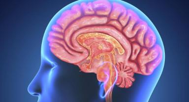 Fare beyninde atıkları temizlemeye yardımcı olan 