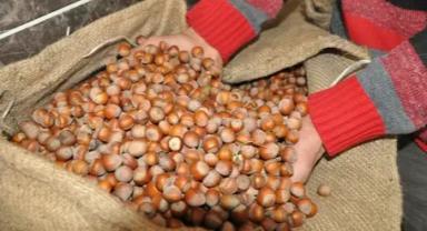  Fındık üreticilerine modern yetiştiricilik yöntemleri öğretiliyor