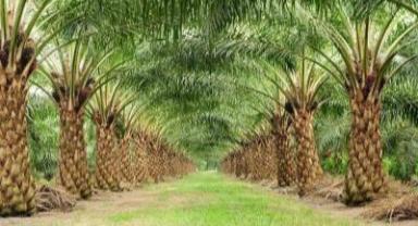 Malezya palm yağında sürdürülebilirliğe odaklandı