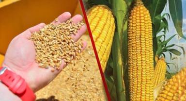 misir-ithalatinda-tarife-kontenjani-uygulanacak