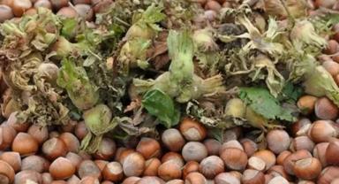 Tokat'ta çiftçi fındıktan yüksek verim aldı