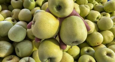 Türkiye'den 9 ayda 114 ülkeye 1 milyar 160 milyon dolarlık meyve ihracatı