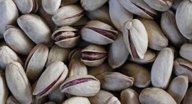 Türkiye'nin 9 aylık fıstık ihracatı 150 milyon dolara yaklaştı