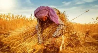 TZOB Genel Başkanı Şemsi Bayraktar'dan Dünya Kadın Çiftçiler Günü mesajı: