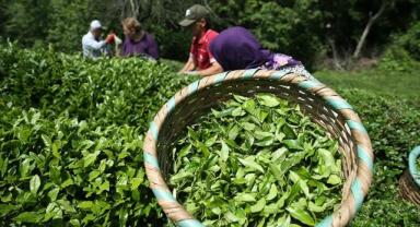 Yaş çaya kilogram başına verilecek fark ödemesinin esasları belirlendi