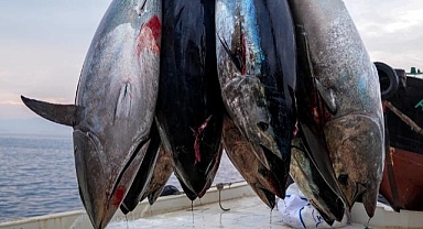 Ege'deki orkinos yetiştiricileri bu sezon ihracat gelirinde artış bekliyor