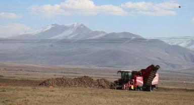 Erzurum'da şeker pancarının ekim alanı 5 yılda yüzde 35 arttı