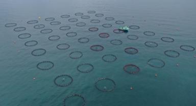 Ordu'da kafes balıkçılığında tesis sayısının artması ihracata olumlu yansıdı