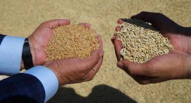 TMO, 90 gün vadeli arpa ve yulaf satışı yapacak