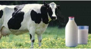 Toplanan inek sütü miktarı eylülde yıllık bazda yüzde 14,9 arttı
