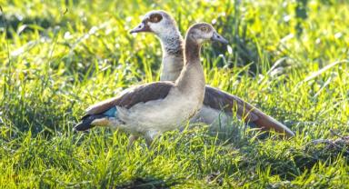 Baden Württemberg'in yaban hayatı