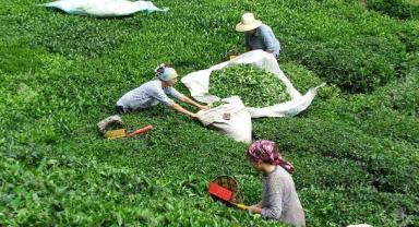 Rize Ticaret Borsası Başkanı Erdoğan, 2024 yaş çay sezonunu değerlendirdi: