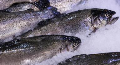 Su ürünleri sektörünün yılı 2 milyar dolar ihracatla kapatması bekleniyor