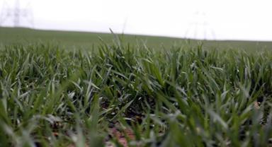 Türk tohumculuğu dünyada marka haline dönüşecek