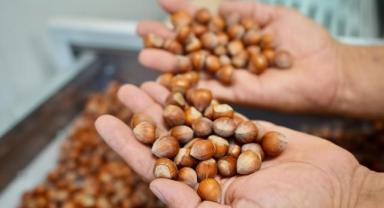 Türkiye fındık ihracatından 3 ayda 811 milyon doları aşkın gelir sağladı