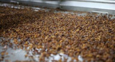 Türkiye'nin kuru üzüm ihracatı 525 milyon doları aştı