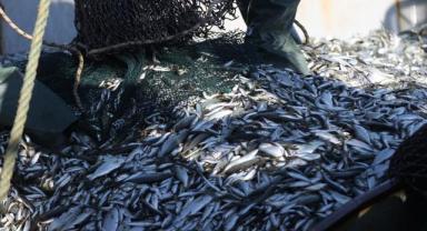 Doğu Karadeniz'in su ürünleri ihracat geliri 2024'te yüzde 22 arttı