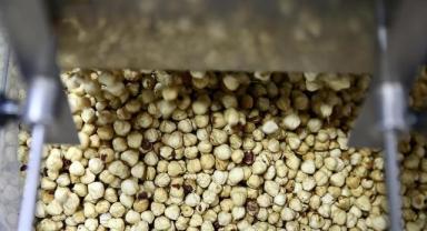 Ticaret borsalarında 4 ayda 369 bin tonu aşkın fındık işlem gördü