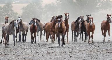 TİGEM 16 safkan Arap kısrağı satacak