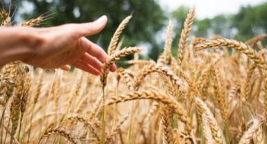 TMO spekülatif hareketlere karşı gerekirse piyasaya müdahale etmeye hazır