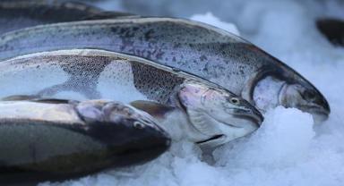 Trabzon'un Türk somonu ihracatı geliri geçen yıl yüzde 18 arttı