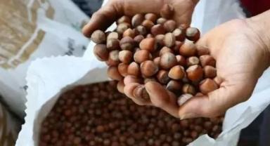 Türkiye, fındık ihracatından 4 ayda yaklaşık 1,1 milyar dolar gelir sağladı