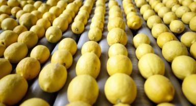 Türkiye'nin narenciye ihracatını Doğu Akdeniz illeri sırtladı