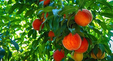 AB tescilli Bursa şeftalisi 26 ülkede ağızları tatlandırdı