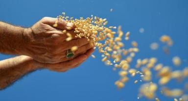 Ocak ayında hububat, bakliyat ve yağlı tohumlar ihracatı 1,03 milyar dolar oldu