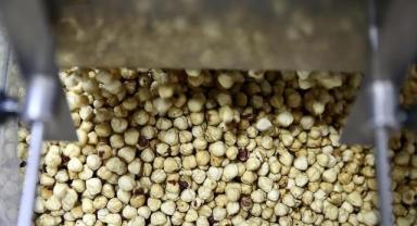 Ticaret borsalarında 5 ayda 447 bin tonu aşkın fındık işlem gördü