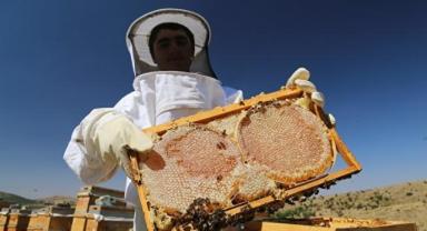 Türk balı ihracatı yılın ilk ayında 4,1 milyon dolar kazandırdı