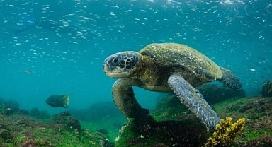 Galapagos Adaları :Bitki, hayvan ve deniz araştırmacılarının ilgi odağı