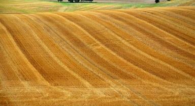 Çiftçilere 2,6 milyar liralık destek ödemesi yarın yapılacak