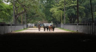 Coleo, Kolombiya'nın kovboy mirasını yaşatıyor