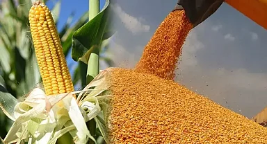 Ticaret Bakanlığı Mısır ithalatında tarife kontenjanı uygulanacak