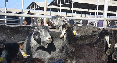 Şap hastalığı tedbirleri kapsamında geçici kapatılan Şarkışla Canlı Hayvan Pazarı yeniden açılacak