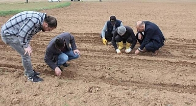 Tekirdağ'da ayçiçeği tohumları toprakla buluşmaya başladı 